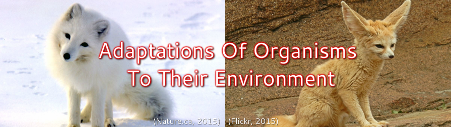 Adaptations of Organisms to their Environment - Ecology